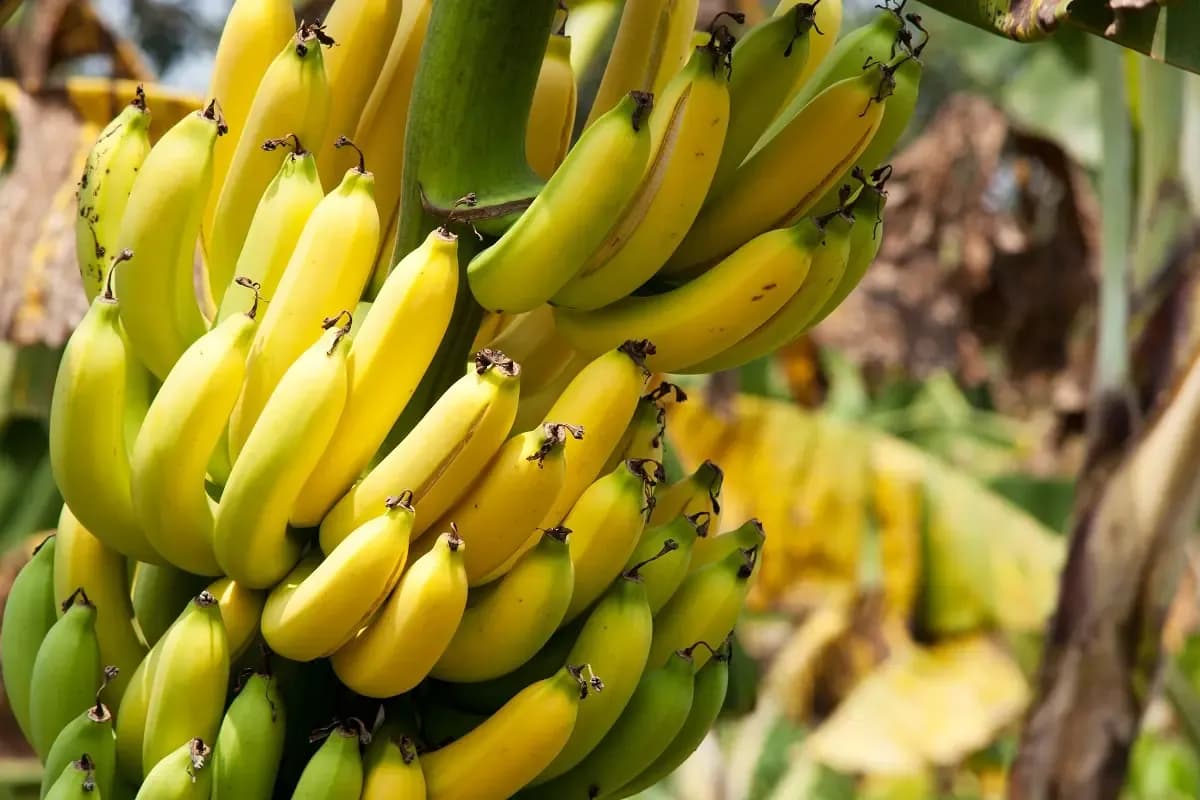 Reife Bananen: So erkennst du die perfekte Frucht und ihre Vorteile